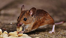 24 Hour & Emergency Exterminators in Emmaus, PA